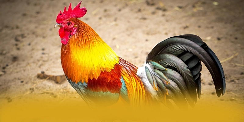 Trải nghiệm đa nền tảng cùng BET168
