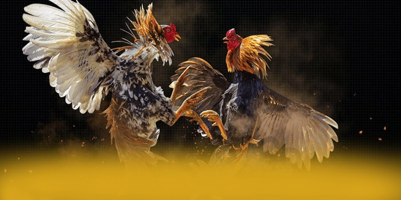 Lợi thế cạnh tranh của BET88 so với các nhà cái khác